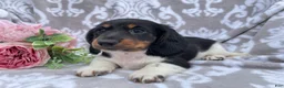 Miniature Dachshund dogs for sale: Hunter - Ad 5