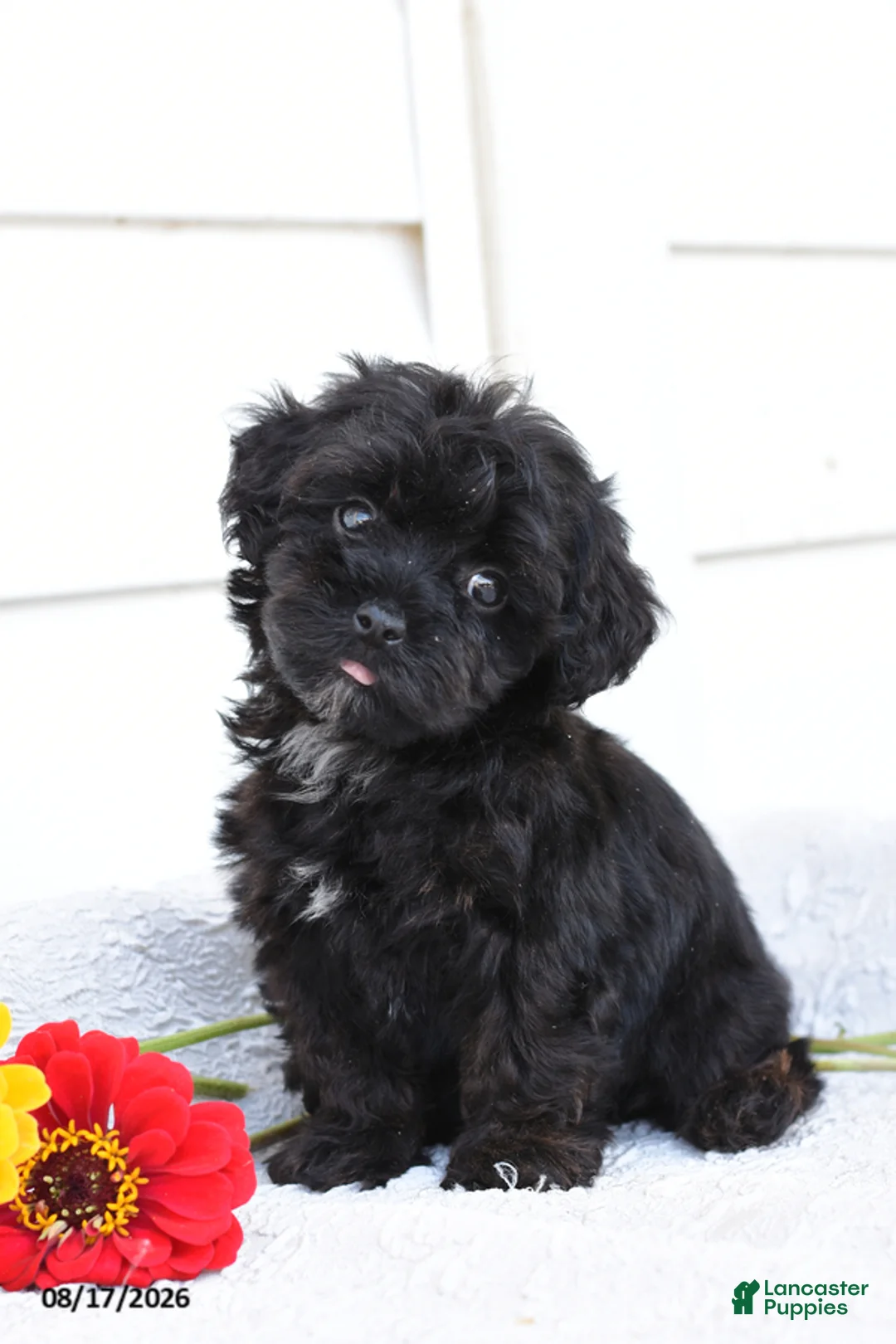 Yorkiepoo dogs for sale: Rover - Ad 1