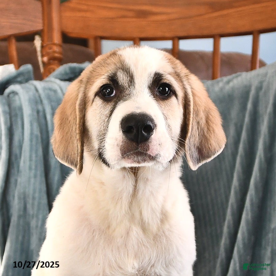 Loyal Great Pyrenees Puppies for sale Lancaster Puppies