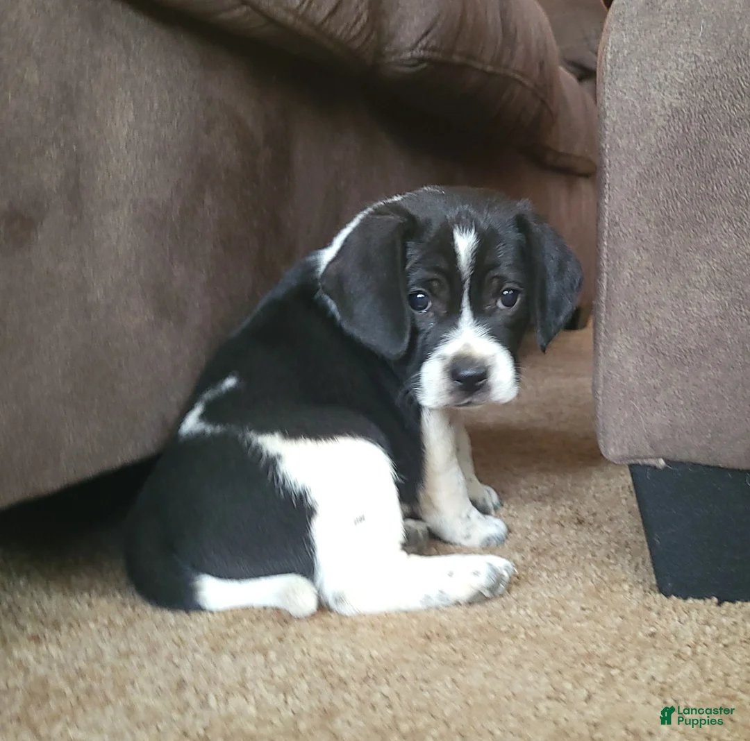 Puggle dogs for sale: Max - Ad 2