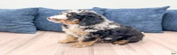 Mini Bernedoodle dogs for sale: Haylie - Ad 5
