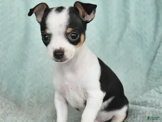 Chihuahua dogs for sale: Eddie - Ad 2