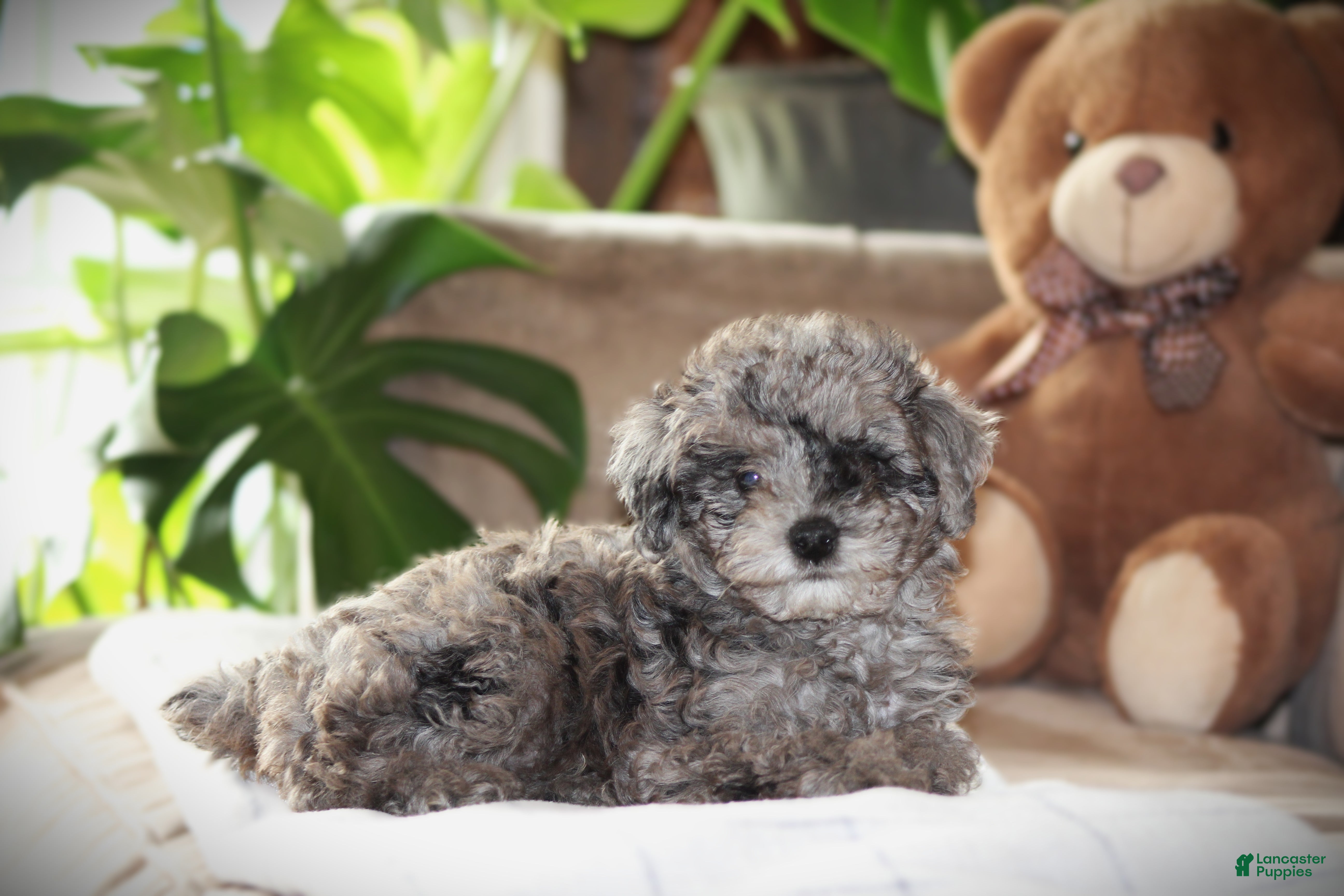 Toy Poodle dogs for sale: Dakota - Ad 1