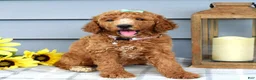 Standard Poodle dogs for sale: Millie - Ad 1