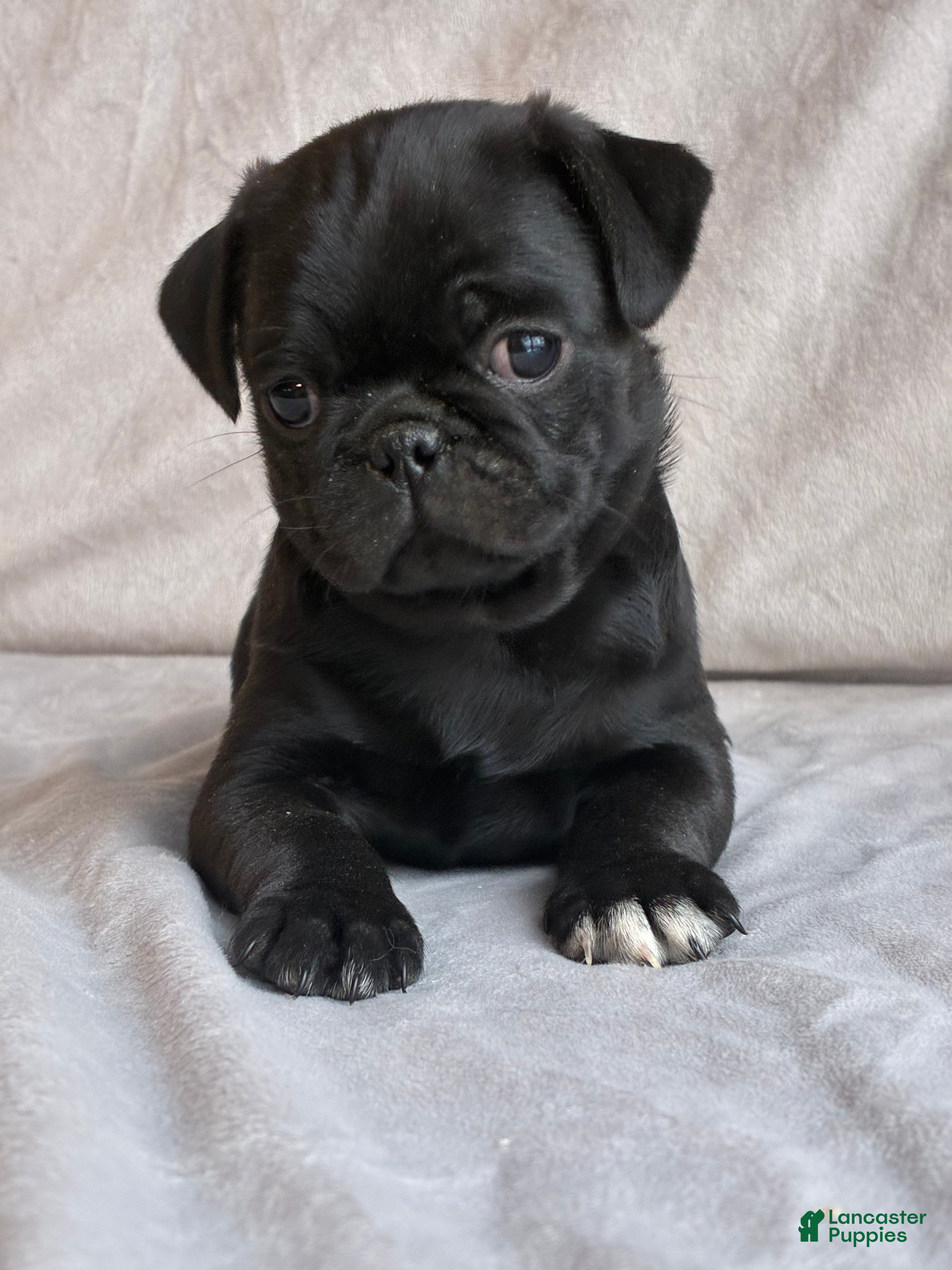 Pug dogs Alex - Ad 1