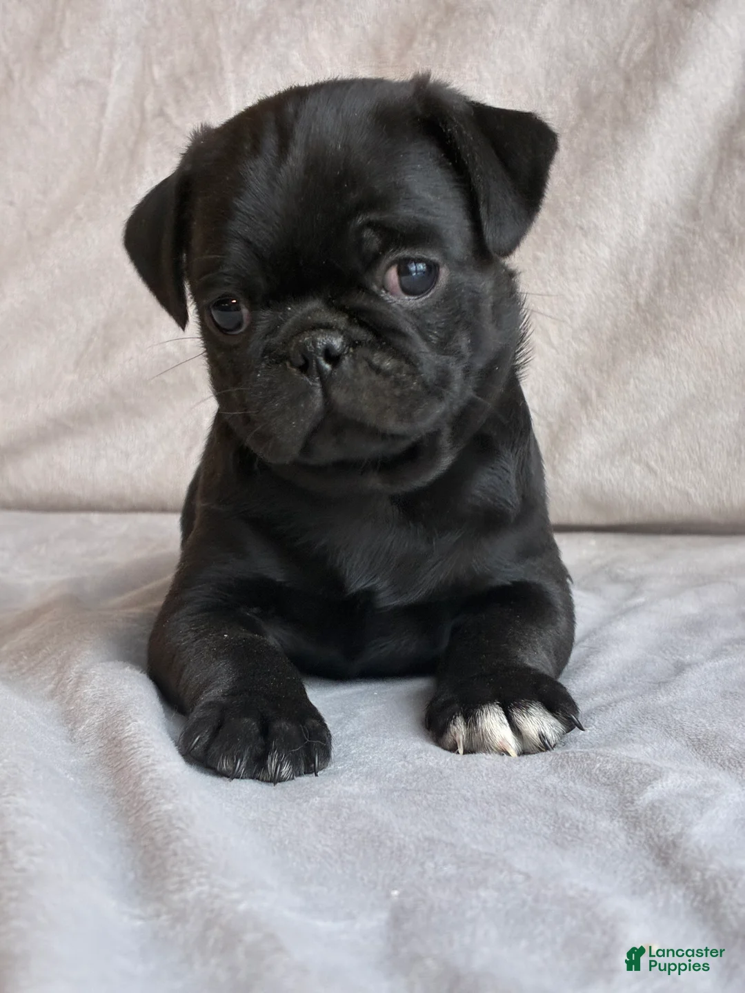 Pug dogs for sale: Alex - Ad 1