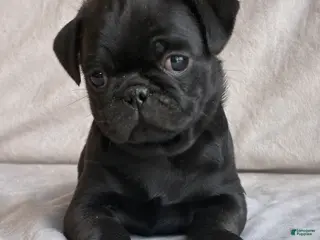 Pug dogs for sale: Alex - Ad 2