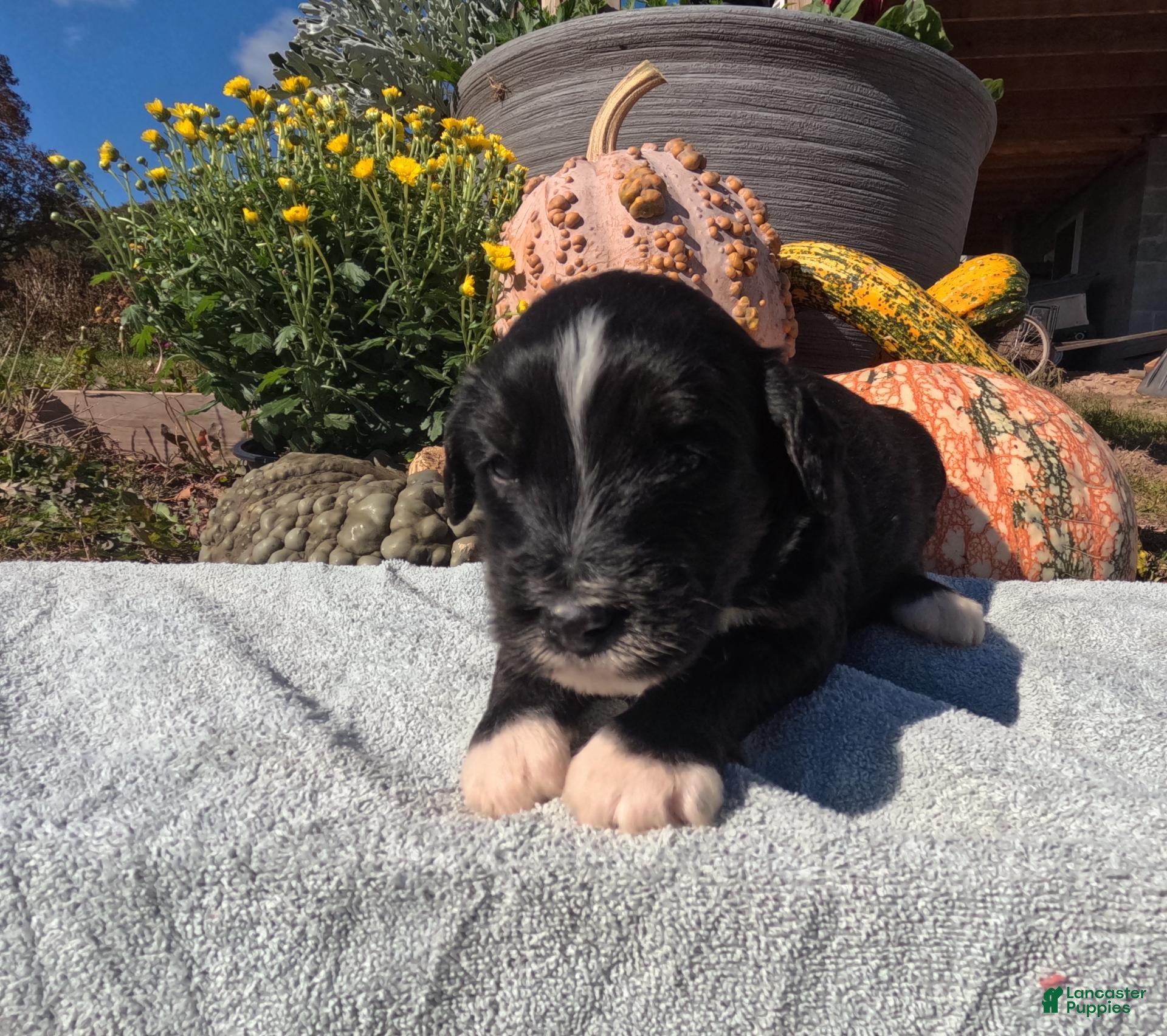 Bernedoodle dogs for sale: Amber - Ad 1