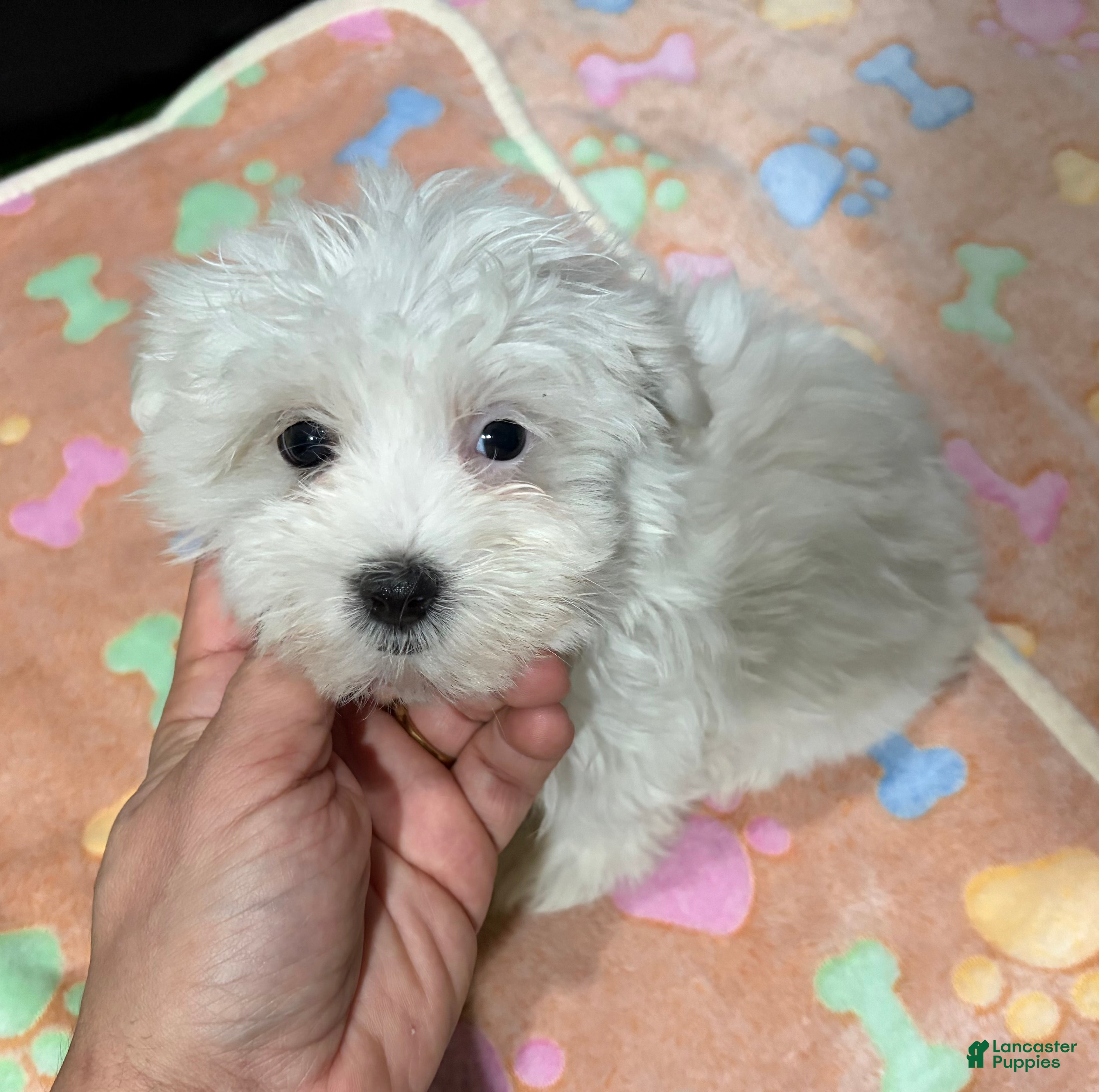 Maltese dogs Iara - Ad 22