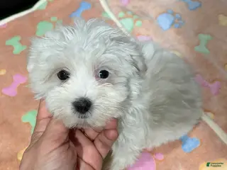 Maltese dogs Iara - Ad 31