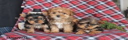 Yorkiepoo dogs for sale: Teddy Bear - Ad 2