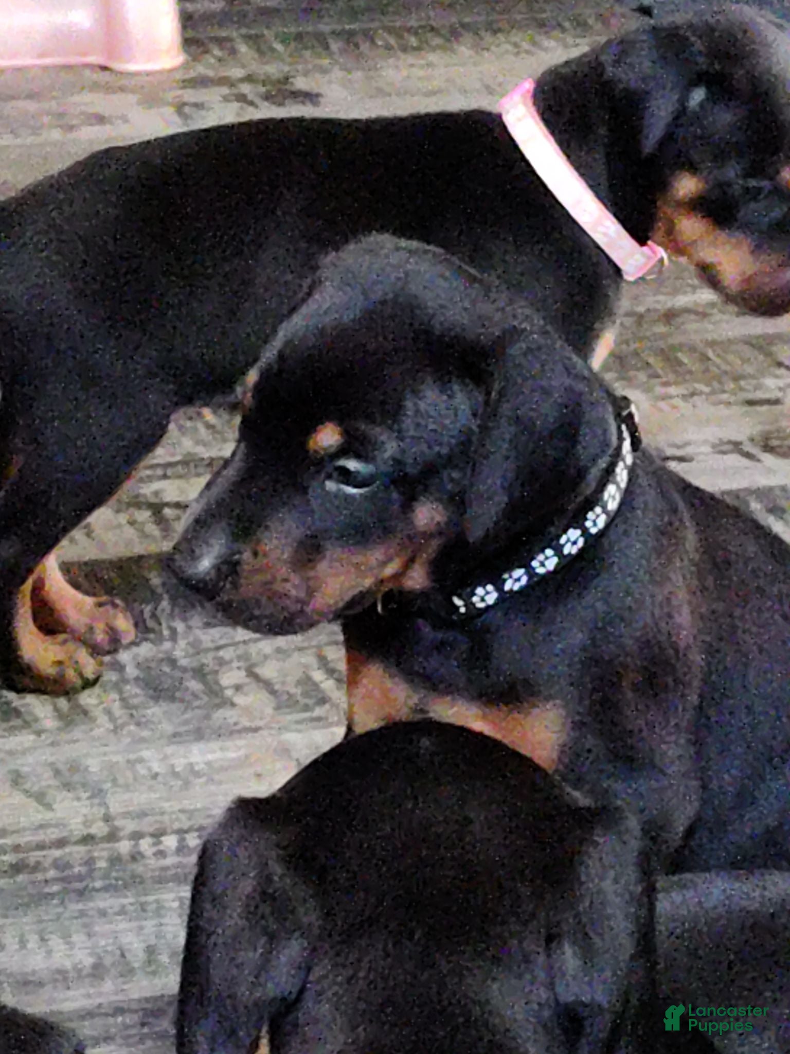 Doberman Pinscher dogs Doberman Pinscher / Black - Ad 37