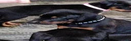 Doberman Pinscher dogs for sale: Doberman Pinscher / Black - Ad 1
