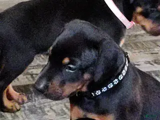 Doberman Pinscher dogs Doberman Pinscher / Black - Ad 37