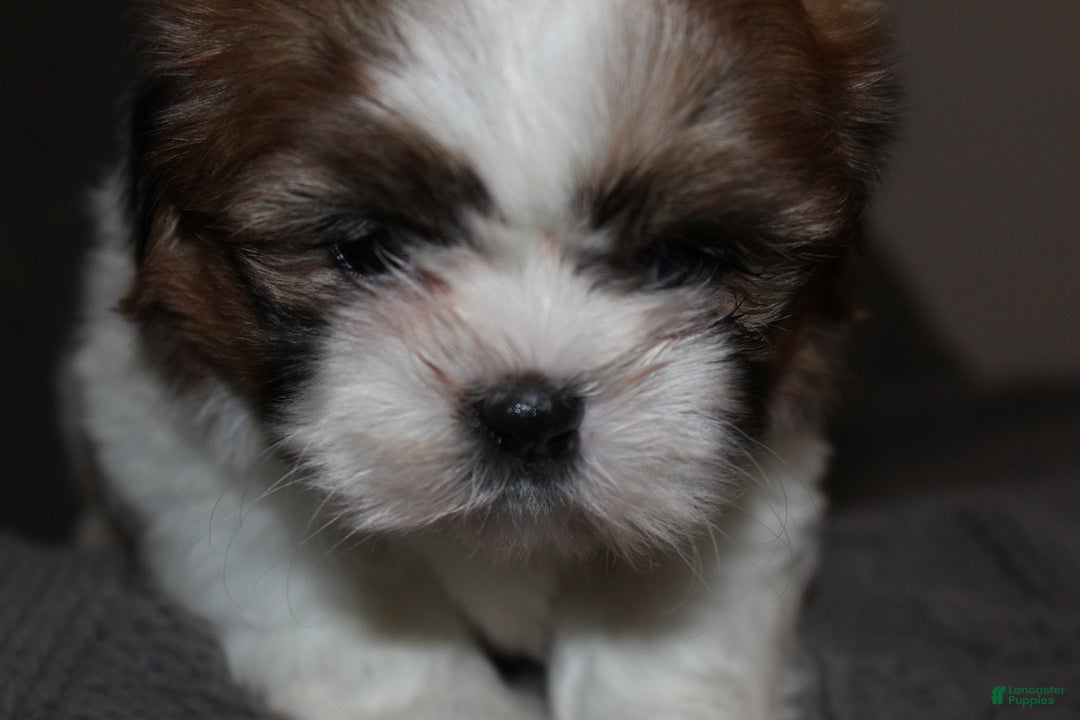 Shih Tzu dogs for sale: Lucy - Ad 6