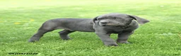 Cane Corso dogs for sale: Sterling - Ad 4