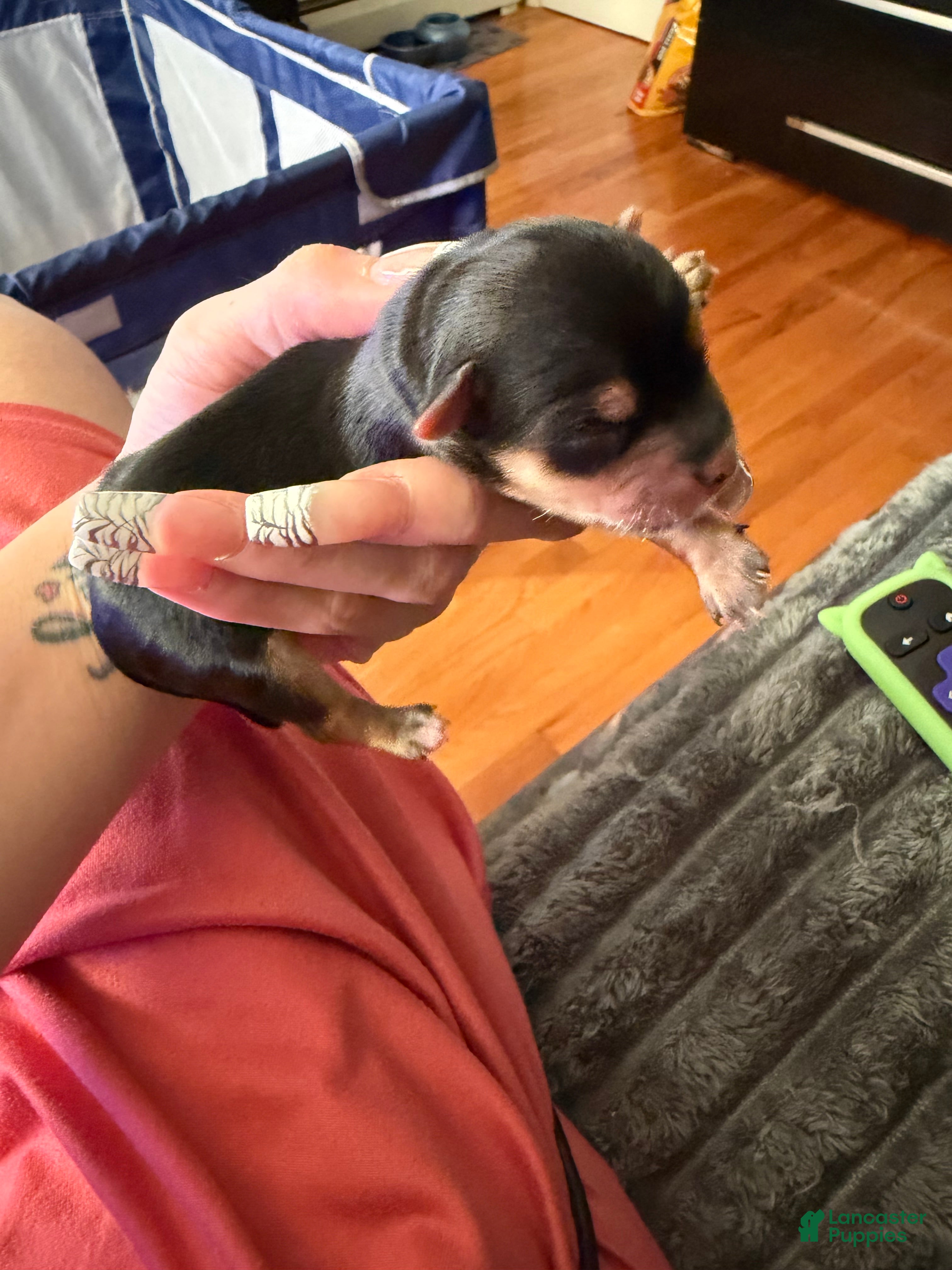 Yorkshire Terrier dogs Yorkshire Terrier Puppy 3 - Ad 21
