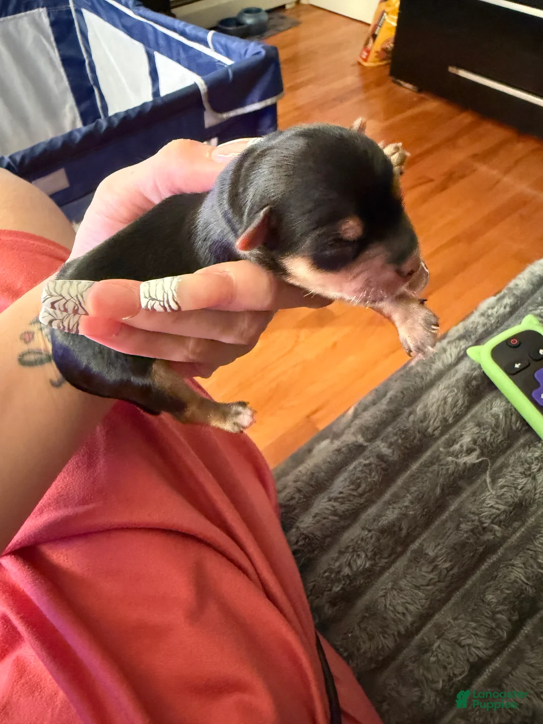 Yorkshire Terrier dogs for sale: Yorkshire Terrier Puppy 3 - Ad 1