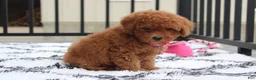 Bichpoo dogs for sale: Trixie - Ad 24