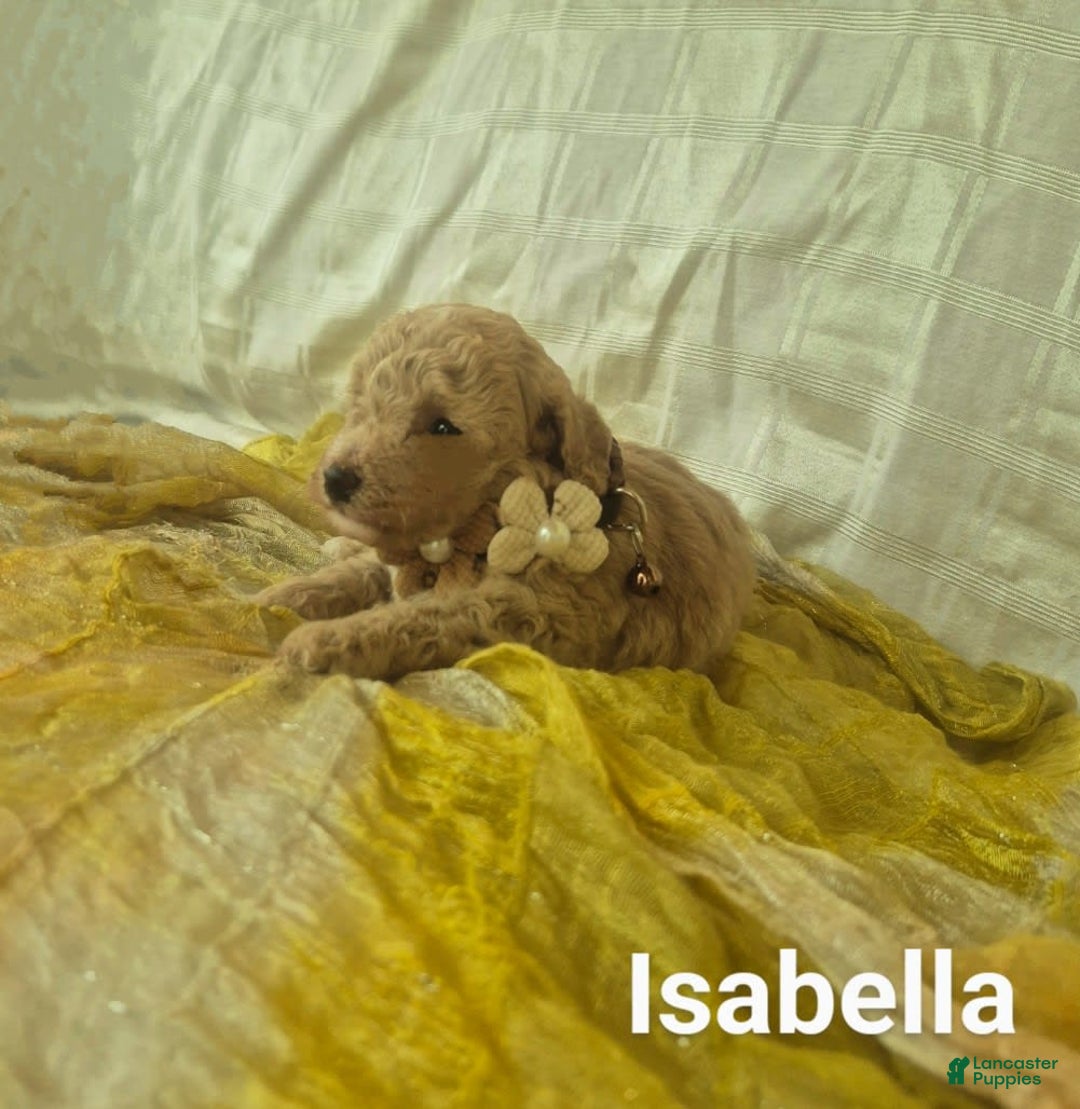 Toy Poodle dogs for sale: Isabella - Ad 3