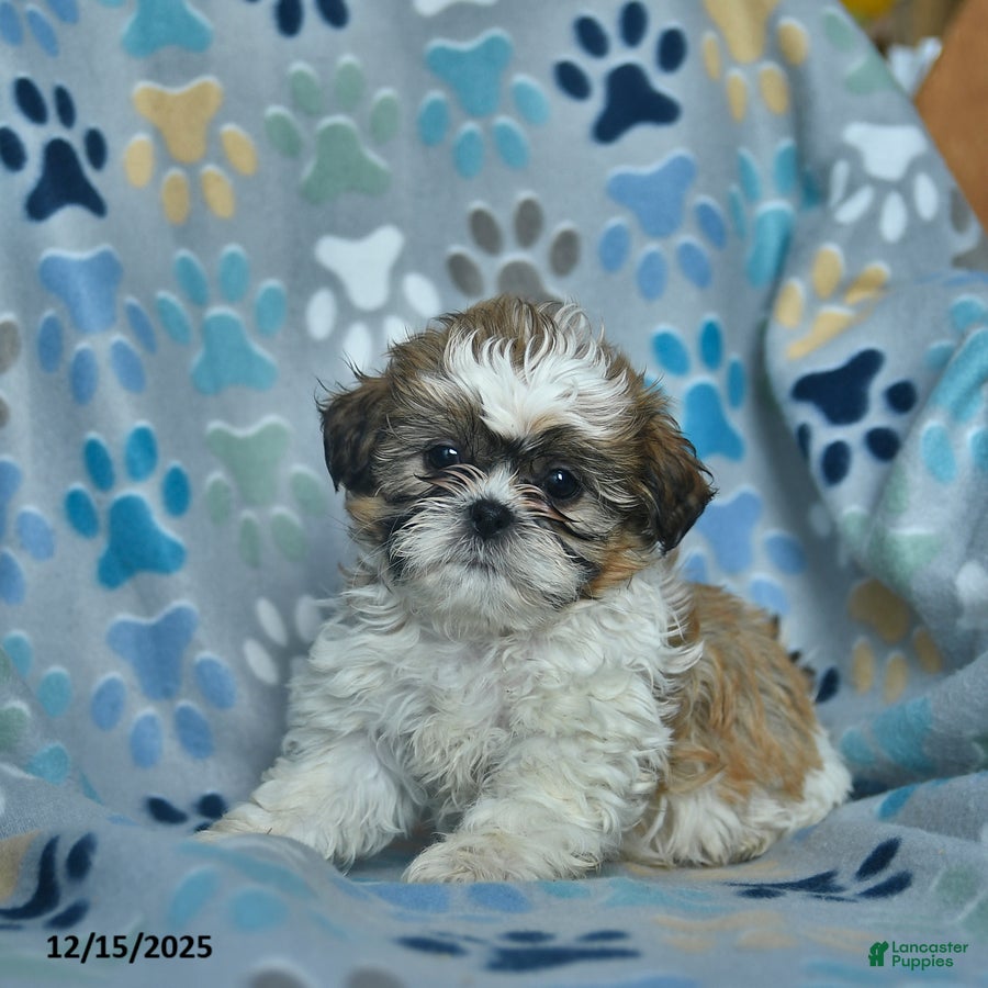 Shih Tzu dogs Rudolph  - Ad 4