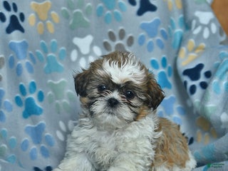 Shih Tzu dogs Rudolph - Ad 20