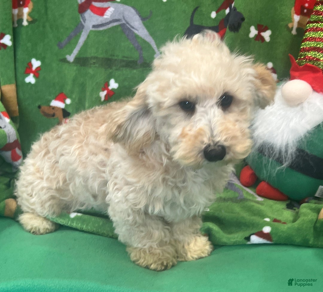 Cavapoo dogs for sale: Carrie - Ad 2