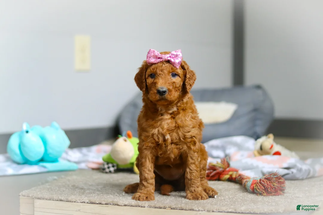 Goldendoodle dogs for sale: Maple F1b - Ad 1