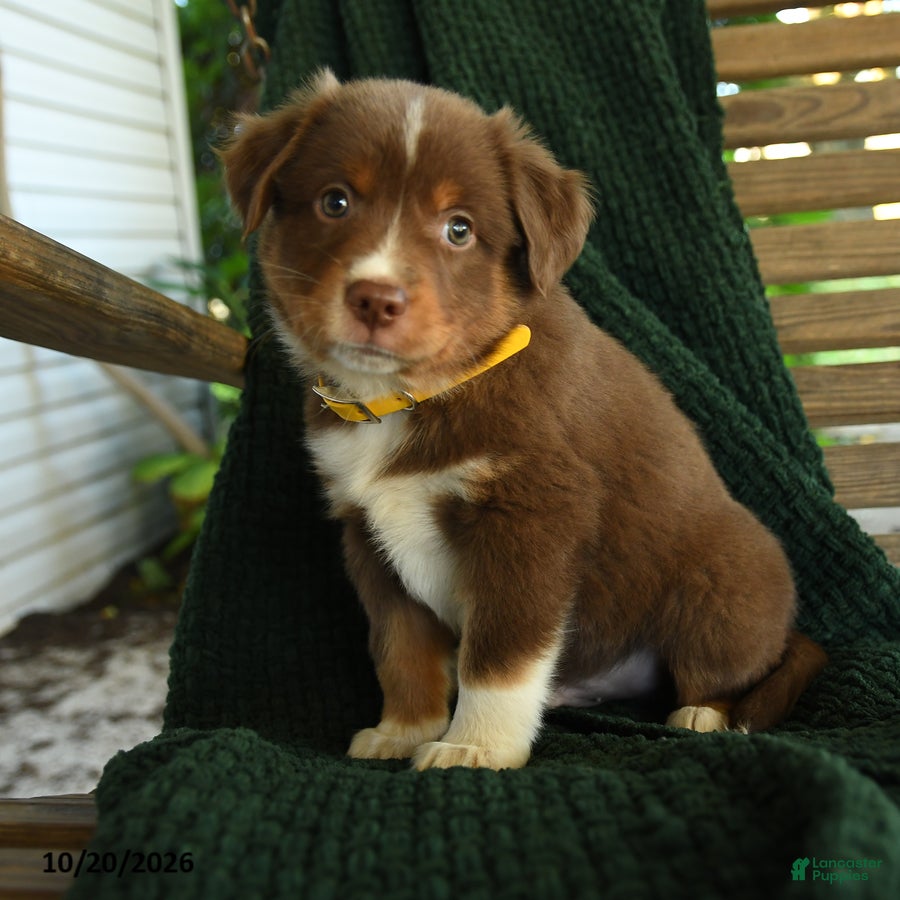 Miniature Australian Shepherd dogs Aspen - Ad 1
