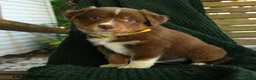 Miniature Australian Shepherd dogs for sale: Aspen - Ad 1