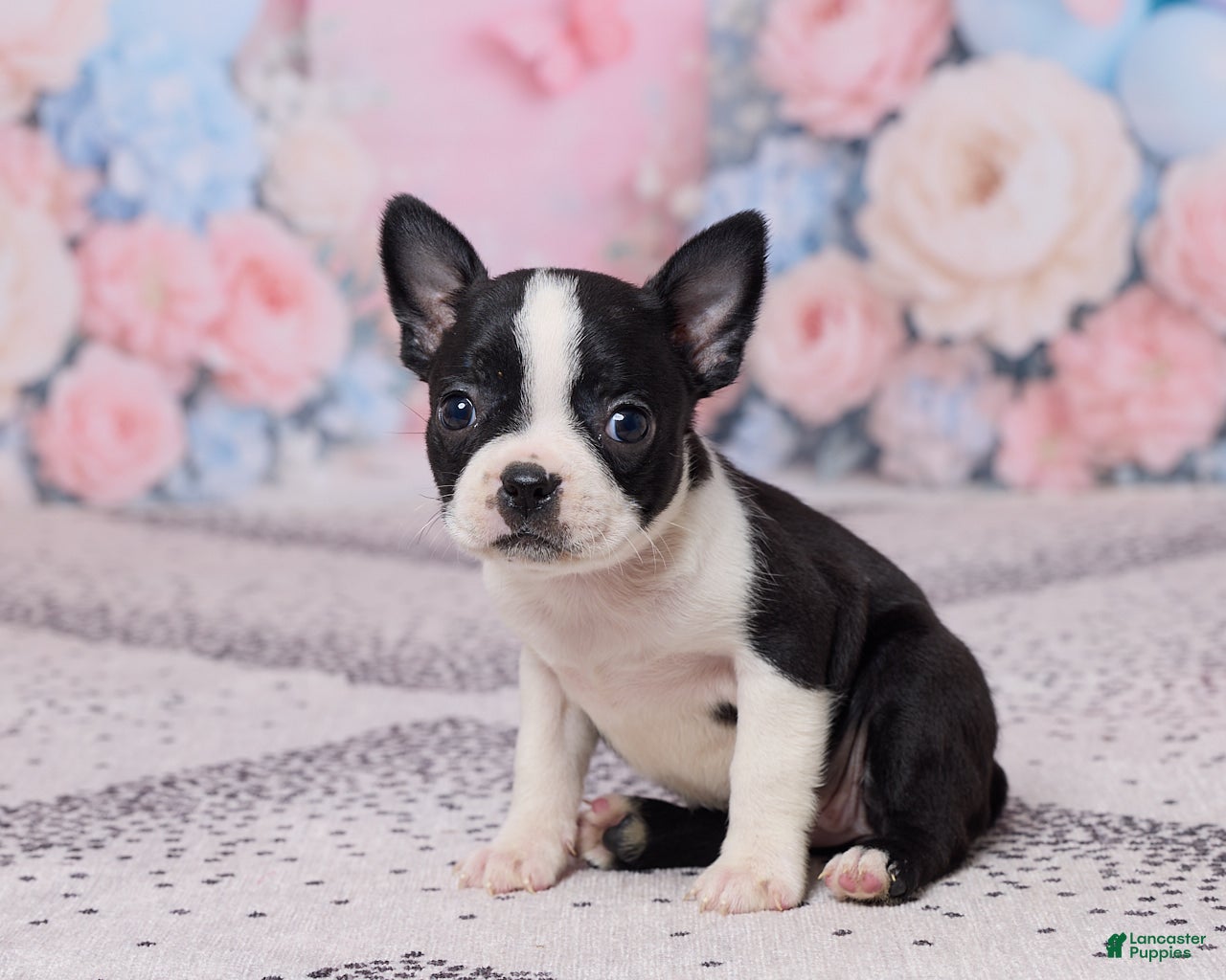 Boston Terrier dogs Petunia - Ad 2