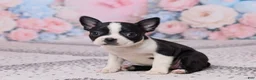 Boston Terrier dogs for sale: Petunia - Ad 2