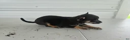 Chihuahua dogs for sale: Maverick  - Ad 6
