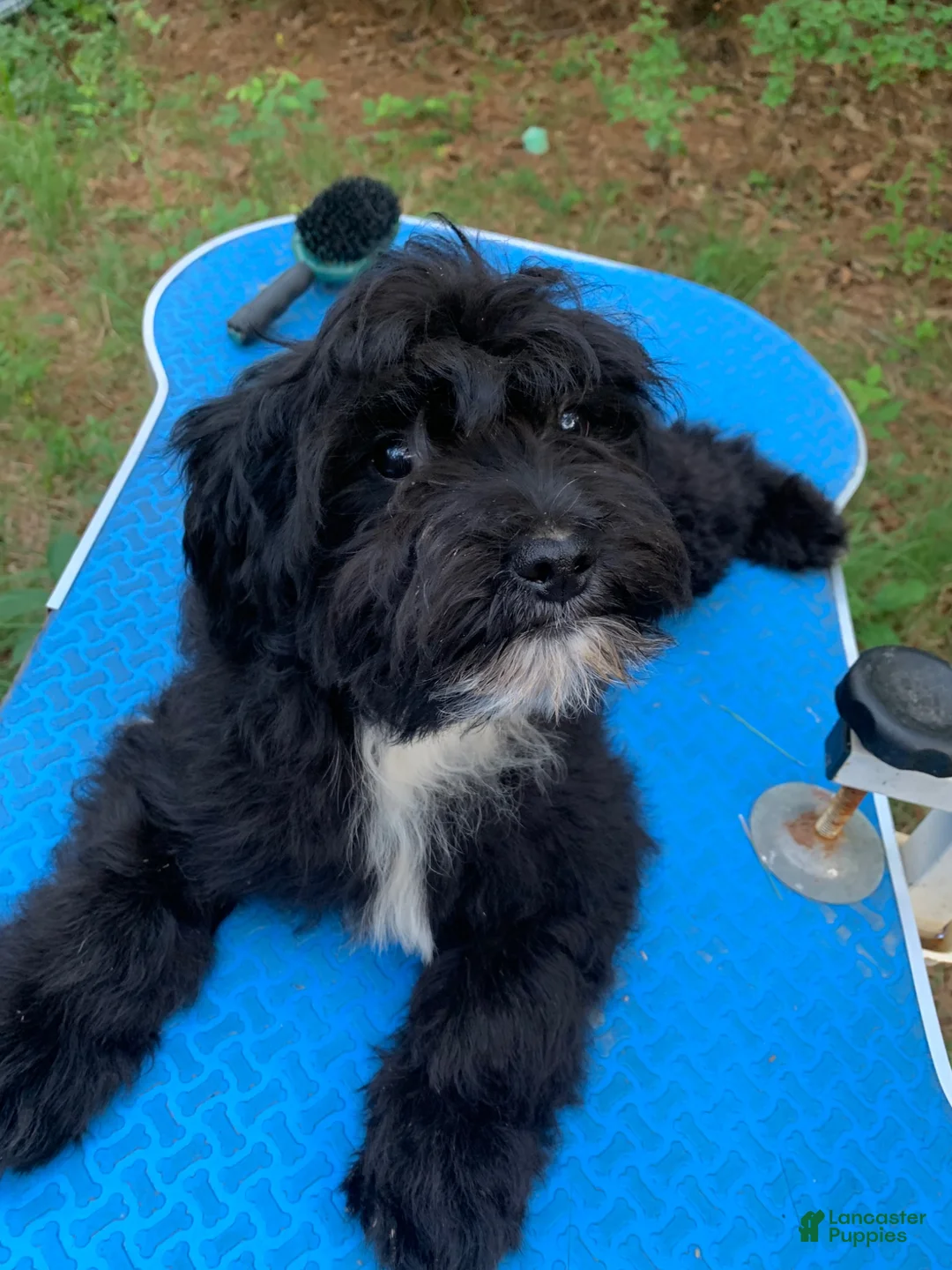 Cavapoo dogs for sale: Cavapoo 1 - Ad 2
