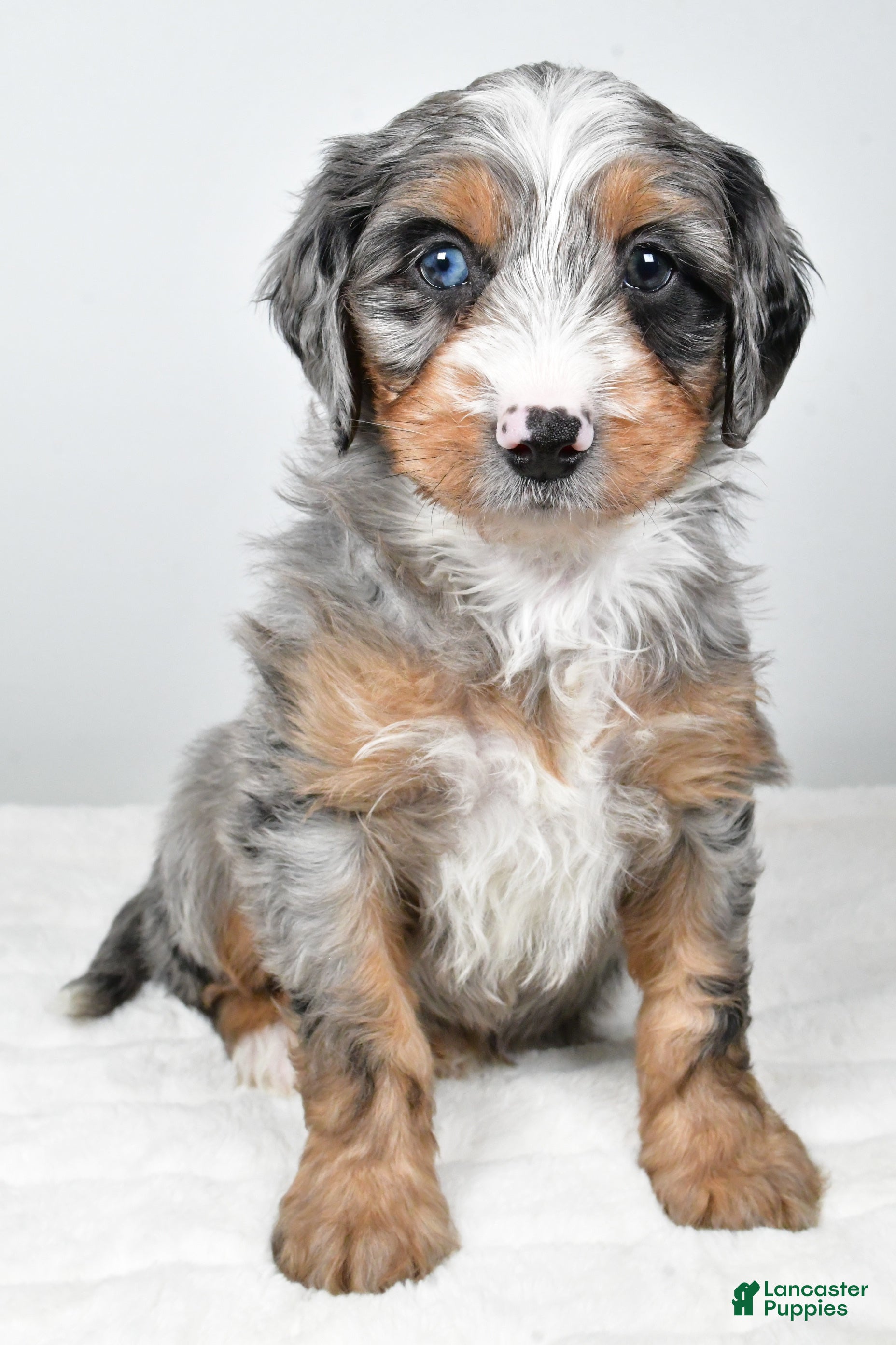 Mixed Breed dogs Grant - Ad 40