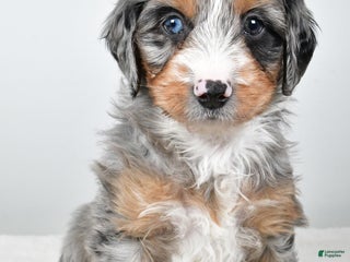 Mixed Breed dogs Grant - Ad 40