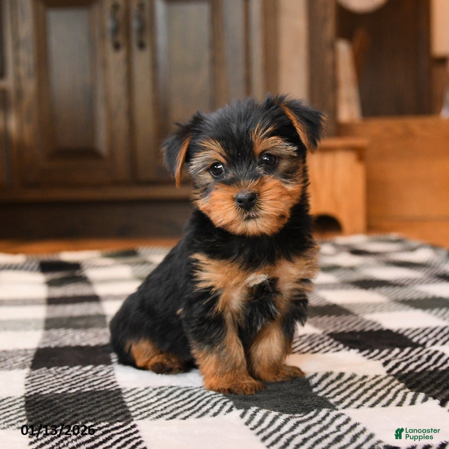 Yorkshire Terrier dogs Nick  - Ad 35