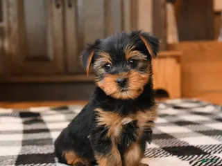 Yorkshire Terrier dogs Nick - Ad 34