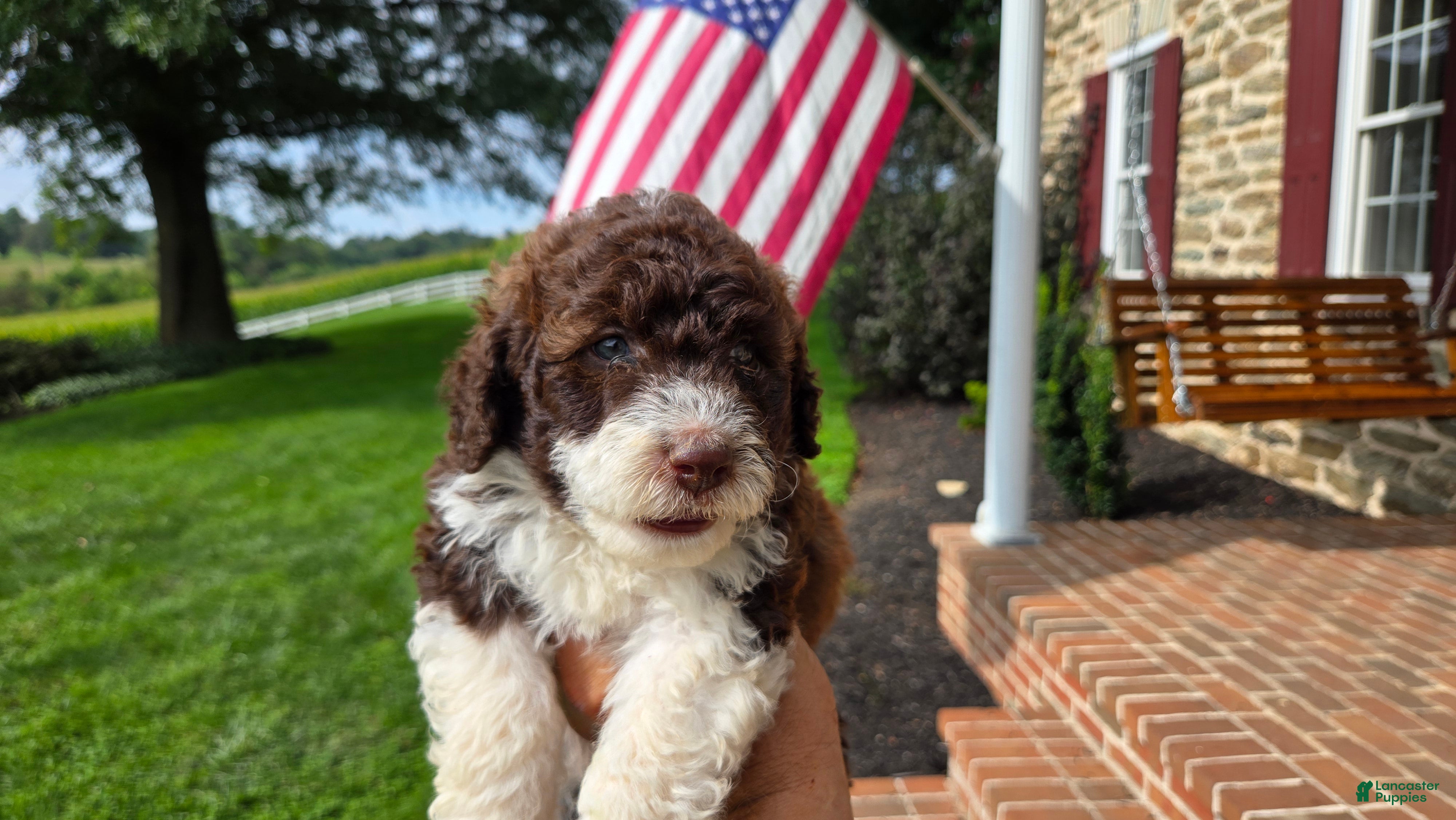 Portuguese Water Dog dogs Rebecca - Ad 1