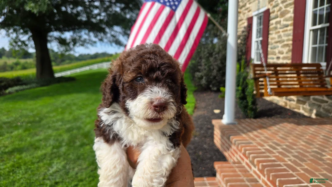 Portuguese Water Dog dogs for sale: Rebecca - Ad 1