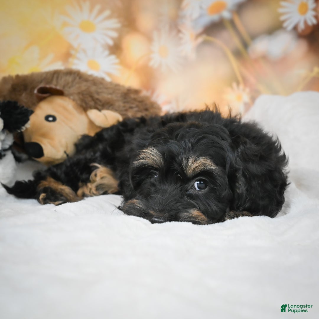 Cockapoo dogs for sale: Carter - Ad 7