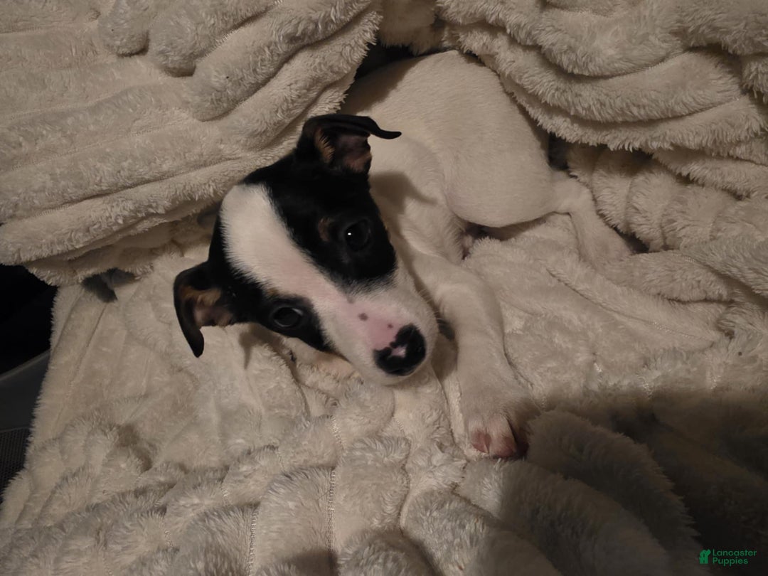 Mixed Breed dogs for sale: Mixed Breed Puppy 1 - Ad 2