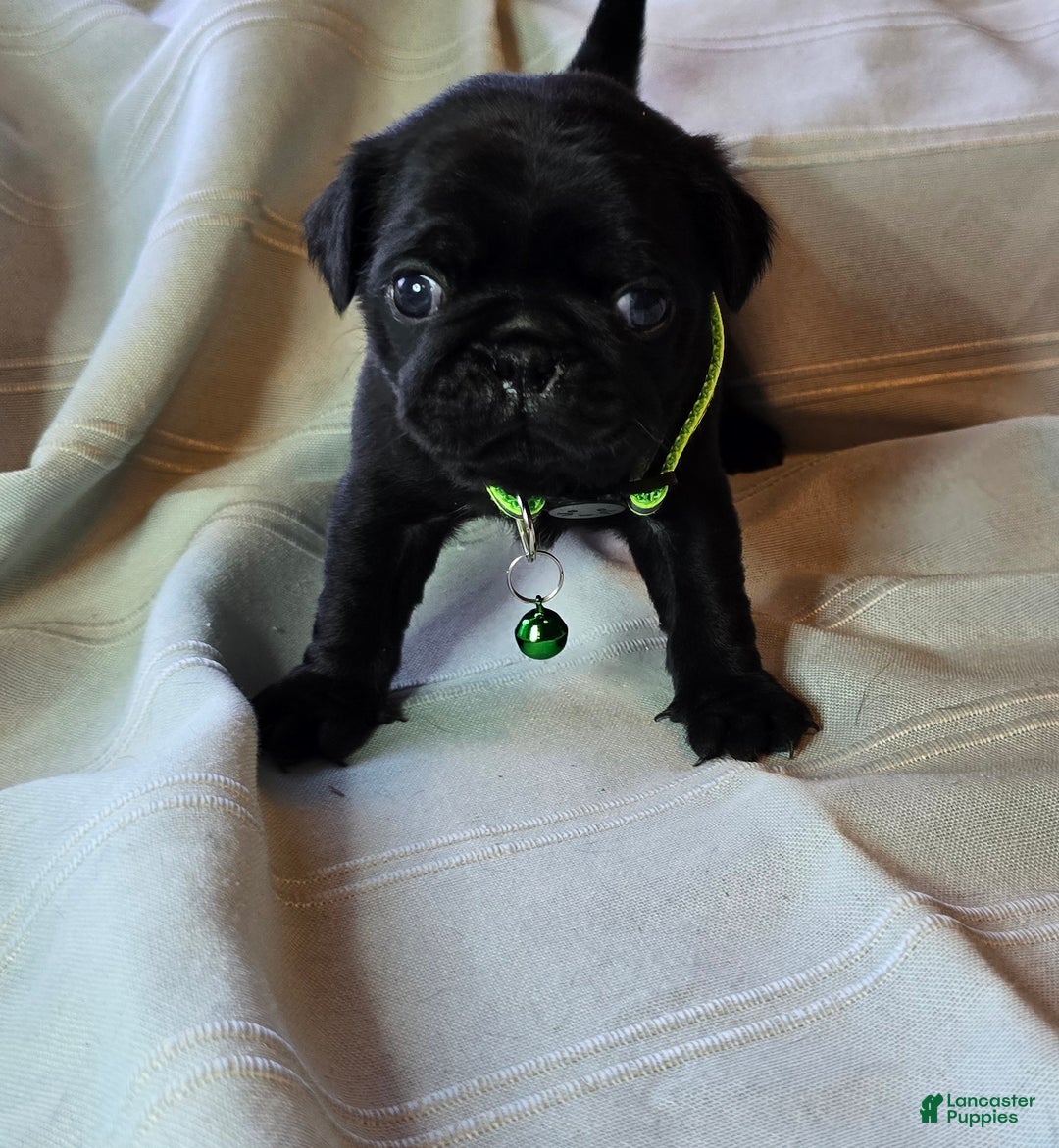 Pug dogs for sale: Ella - Ad 2
