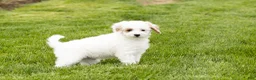 Mini Goldendoodle dogs for sale: Penelope  - Ad 5