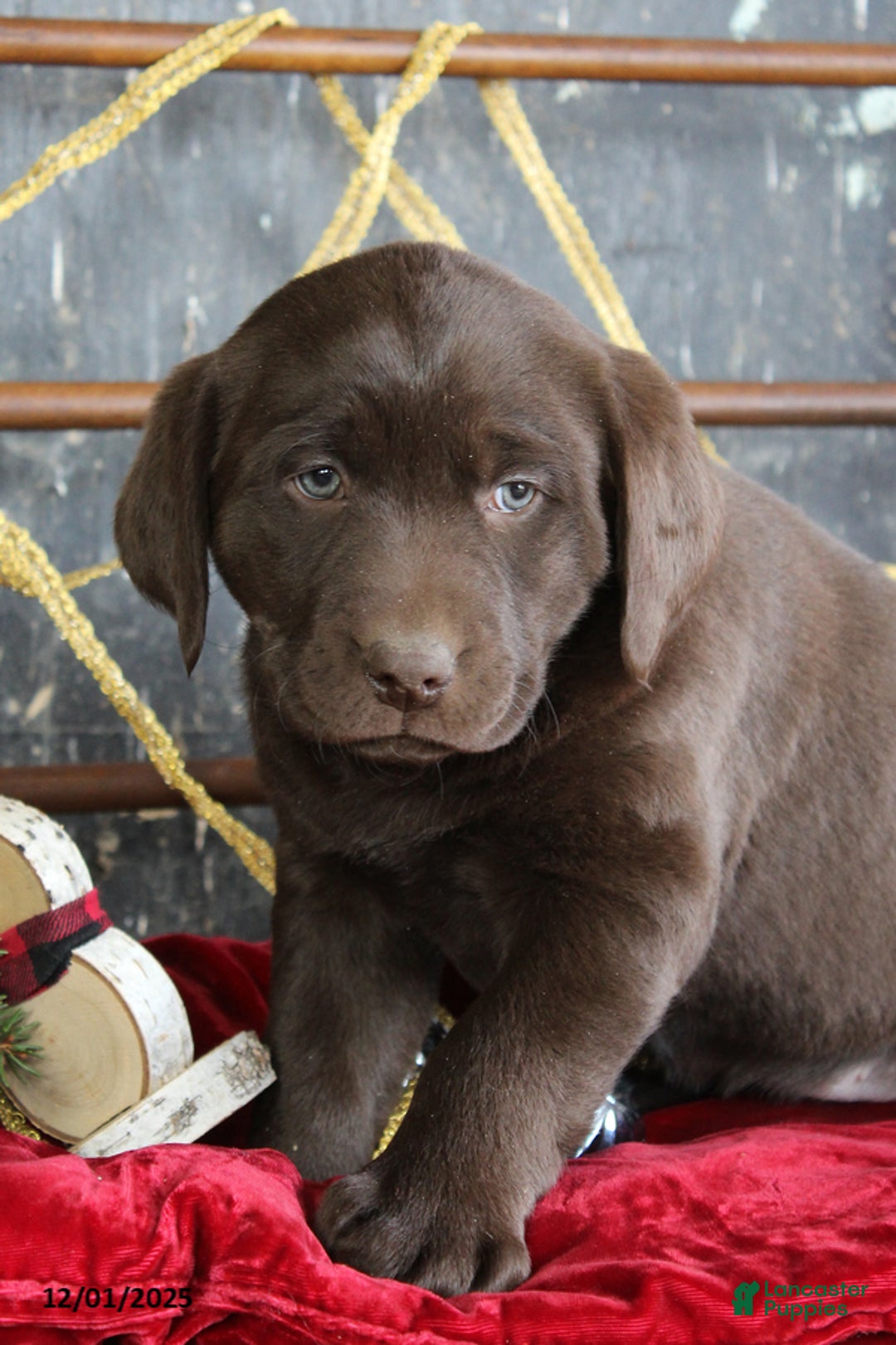 Labrador Retriever dogs for sale: Kristi - Ad 2