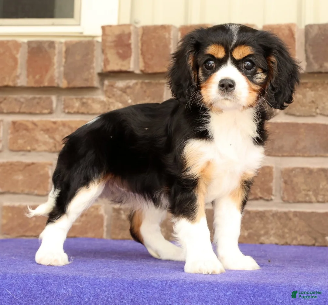 Cavalier King Charles Spaniel dogs for sale: Sophie - Ad 1