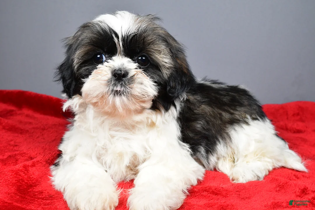 Shih Tzu dogs for sale: Peggy - Ad 2