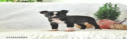 Boston Terrier dogs for sale: Kelly - Ad 2