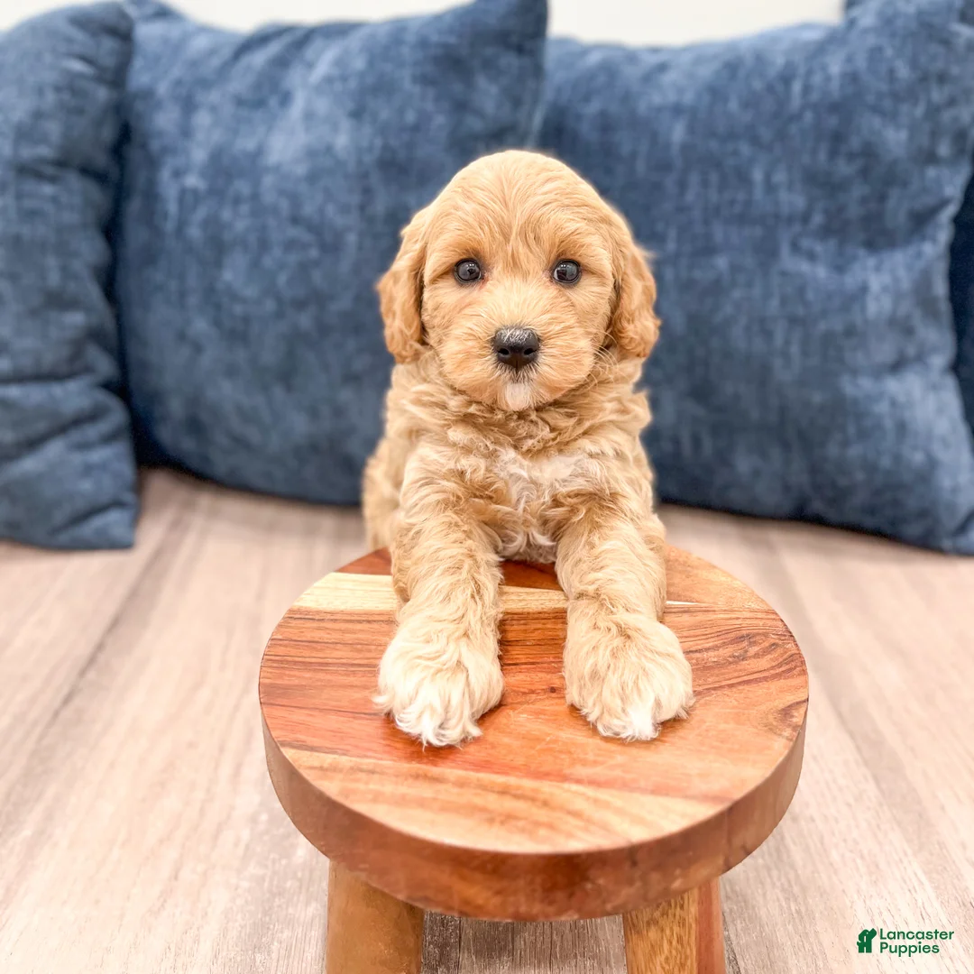 Mini Goldendoodle dogs for sale: Betsy - Ad 2