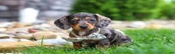 Miniature Dachshund dogs for sale: Alice - Ad 5